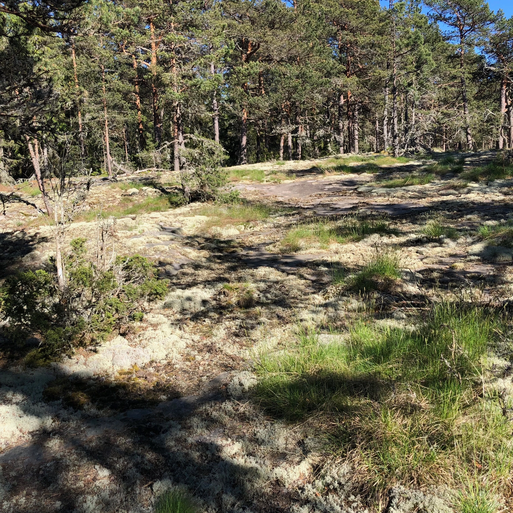 Tranviksvägen